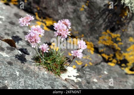 Thrift Flowers (Armeria maritima), costa nord-occidentale della Scozia, Regno Unito Foto Stock