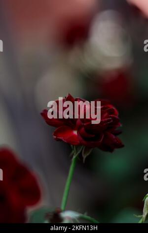 Le rose rosse del giardino fioriscono. Foglie verdi scure con ricche rose rosse profonde. Fiori in fiore. Giardino autunnale. Bellezza nella natura Foto Stock