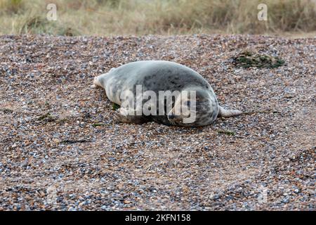 Foca grigia (Halichoerus grypus) - Blakeney Point, Norfolk, Regno Unito nel dicembre 2016 Foto Stock