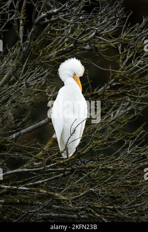 Una singola egretta di cattel in un albero in caduta, verticale, minimalismo, fondo scuro Foto Stock