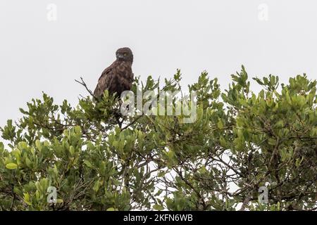 Aquila di serpente marrone (Circaetus cinereus) arroccata in un albero nel Parco Nazionale di Kruger, Sudafrica Foto Stock