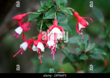 Alice Hoffman (Fuchsia 'Alice Hoffman') pianta con fiori rossi e bianchi : (Pix SShukla) Foto Stock