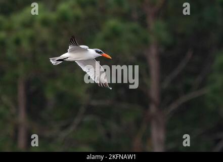 Caspian Tern (Hydroprogne caspia) in volo Foto Stock