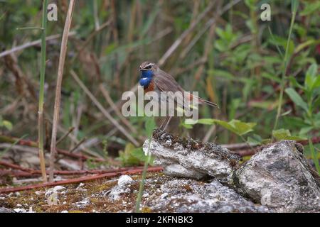 bluegola seduta su una pietra a terra nel suo ambiente naturale Foto Stock