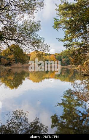 Il Lago ornamentale a Southampton Common in autunno Foto Stock