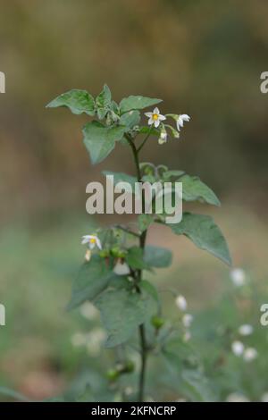 Solanum nigrum, paralume nero. Foto Stock