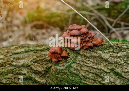 I funghi crescono nella foresta. Tappi marroni con decurrent pallido branchie e gambi gialli cavi. Craterellus tubaeformis aka yellowfoot o fungo di inverno Foto Stock