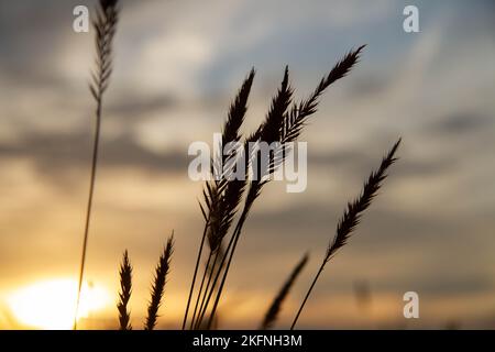 Contorni di erba sullo sfondo del sole luminoso. Contorno di piante di steppa sullo sfondo di sole di messa.. Foto Stock