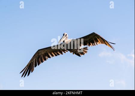 Un pellicano marrone in volo sull'Oceano Atlantico Foto Stock