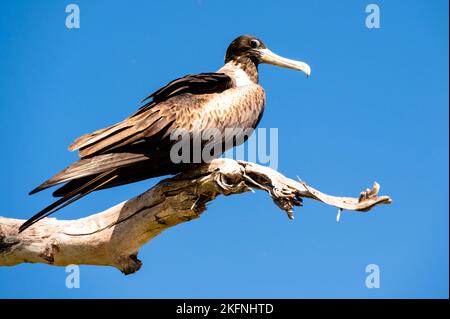 Magnifico Frigatebird seduto su un albero (Fregata magnificens) Foto Stock