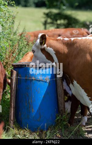I bovini di Hereford mangiano blocchi di mangime dal secchio rialzato per impedire che i tassi raggiungano e contribuire a prevenire la diffusione della malattia della tubercolosi bovina. Cumbria, Regno Unito. Foto Stock