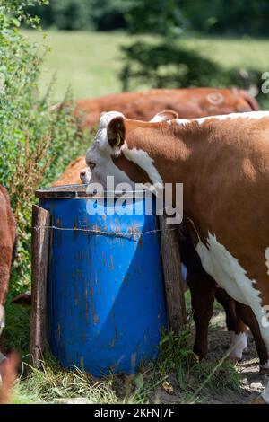 I bovini di Hereford mangiano blocchi di mangime dal secchio rialzato per impedire che i tassi raggiungano e contribuire a prevenire la diffusione della malattia della tubercolosi bovina. Cumbria, Regno Unito. Foto Stock