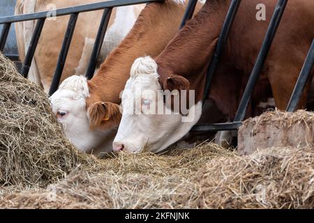 Bovini a testa bianca che si nutrono su insilato da dietro una barriera di alimentazione. North Yorkshire, Regno Unito. Foto Stock