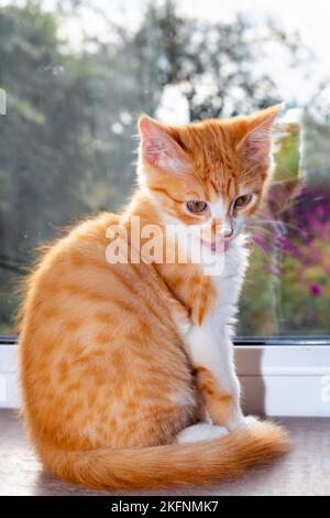 un piccolo gattino rosso vicino alla finestra gli lecca il naso dopo aver mangiato. Alimentazione degli animali domestici. Foto Stock