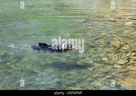 Il cane pastore nuota in un piccolo lago Foto Stock