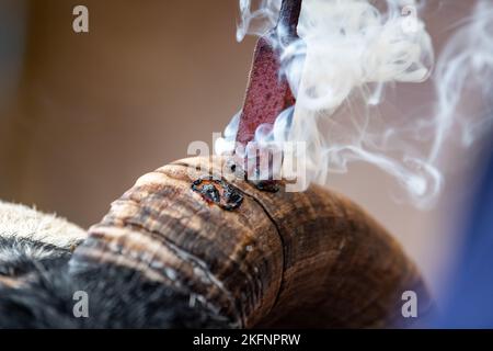 Hornburning Scottish Blackface arida prima di una vendita. Scozia, Regno Unito. Foto Stock