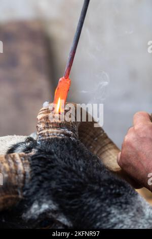 Hornburning Scottish Blackface arida prima di una vendita. Scozia, Regno Unito. Foto Stock