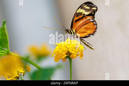 Un primo piano di una farfalla di heliconius ismenius su un fiore giallo Foto Stock