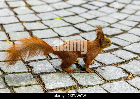 Singolo Scoiattolo Rosso - latino Sciurus vulgaris - su pavimentazioni acciottolate nella stagione estiva nelle Terme reali Lazienki Krolewskie parco forestale a Varsavia in Polonia Foto Stock