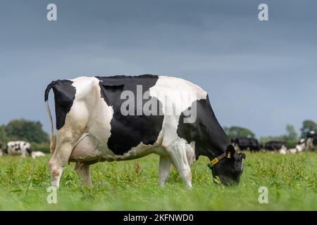 Holstein bestiame da latte pascolo su pascoli pianeggianti, Dumfries, Regno Unito. Foto Stock