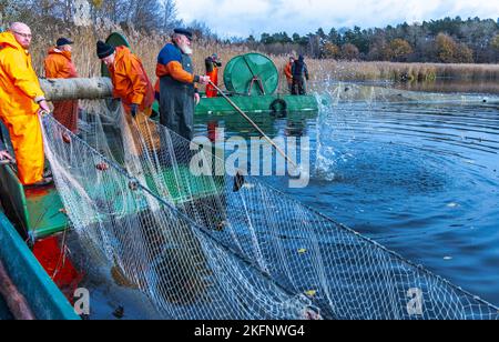 Alt Schlagsdorf, Germania. 19th Nov 2022. Il pescatore Walter Piehl (M) e i suoi collaboratori prendono la rete di trasporto dall'acqua del lago di Neuschlagsdorf. Tre settimane dopo l'inizio della stagione delle carpe, i pesci del Meclemburgo non vogliono ancora entrare in rete. Il tempo è troppo caldo e i pesci sono ancora troppo agili. Piehl, 65 anni, è uno dei pochissimi pescatori dello Stato che catturano la carpa con reti da trasporto. Credit: Jens Büttner/dpa/Alamy Live News Foto Stock