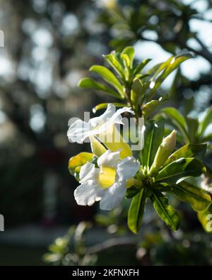 Un primo piano verticale di fiori bianchi di Adenium obesum in una giornata di sole Foto Stock