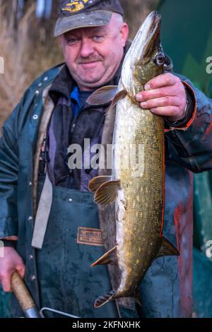 Alt Schlagsdorf, Germania. 19th Nov 2022. Frank Piehl tiene un luccio appena pescato su una delle barche speciali con la rete di trasporto sul lago di Neuschlagsdorf. Tre settimane dopo l'inizio della stagione delle carpe, i pesci del Meclemburgo non vogliono ancora entrare in rete. Il tempo è troppo caldo e i pesci sono ancora troppo agili. Piehl, 65 anni, è uno dei pochissimi pescatori dello Stato che catturano la carpa con reti da trasporto. Credit: Jens Büttner/dpa/Alamy Live News Foto Stock