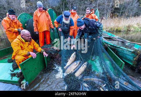 Alt Schlagsdorf, Germania. 19th Nov 2022. Il pescatore Walter Piehl (centro) e i suoi collaboratori prendono la rete di trasporto dall'acqua del lago di Neuschlagsdorf. Tre settimane dopo l'inizio della stagione delle carpe, le carpe di Natale nel Meclemburgo non vogliono ancora entrare in rete, carpe d'erba e luccio si scagliano con gli attrezzi da pesca. Il tempo è troppo caldo e i pesci sono ancora troppo agili. Piehl, 65 anni, è uno dei pochissimi pescatori dello Stato che catturano la carpa con reti da trasporto. Credit: Jens Büttner/dpa/Alamy Live News Foto Stock