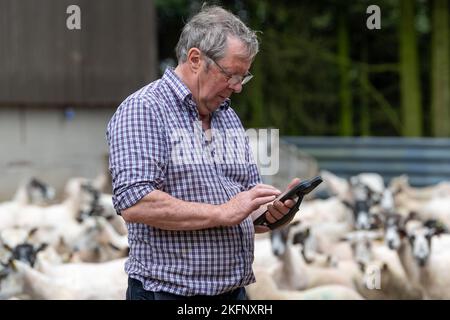 Contadino con lettore elettronico di etichette auricolari in cortile con pecore, controllando le loro etichette. REGNO UNITO. Foto Stock