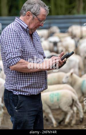 Contadino con lettore elettronico di etichette auricolari in cortile con pecore, controllando le loro etichette. REGNO UNITO. Foto Stock