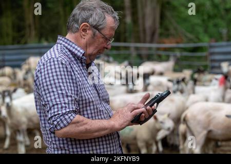 Contadino con lettore elettronico di etichette auricolari in cortile con pecore, controllando le loro etichette. REGNO UNITO. Foto Stock