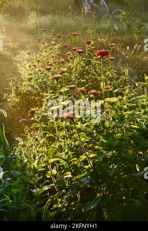 Zinnie in fiore durante un alba di mattina presto con nebbia leggera, raggi di sole che illuminano i fiori in fila piantati in fattoria, Browntown, Wisconsin, USA Foto Stock