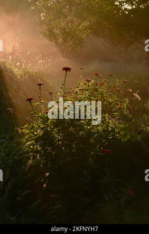 Zinnie in fiore durante un alba di mattina presto con nebbia leggera, raggi di sole che illuminano i fiori in fila piantati in fattoria, Browntown, Wisconsin, USA Foto Stock