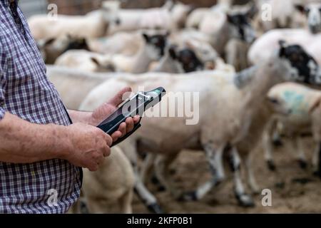 Contadino con lettore elettronico di etichette auricolari in cortile con pecore, controllando le loro etichette. REGNO UNITO. Foto Stock