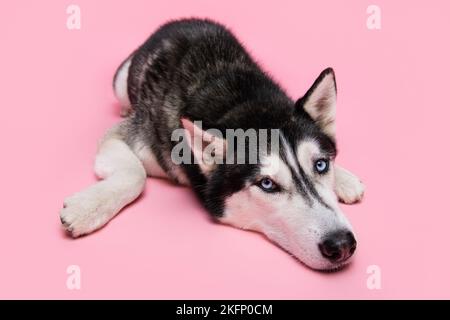 Ritratto del cane di malamut dell'alaska che si trova a dormire dopo una lunga camminata di un'ora con il proprietario dell'animale isolato su sfondo color pastello Foto Stock