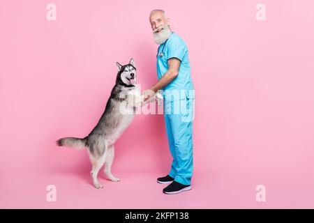 Foto a tutta lunghezza dello stetoscopio blu uniforme vestito da vecchio medico professionale sulle zampe di pelo di pelle di Husky della stretta del collo isolate su sfondo di colore rosa Foto Stock