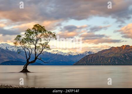 Albero di Lone a Wanaka, Nuova Zelanda Foto Stock