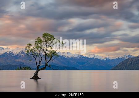 Albero di Lone a Wanaka, Nuova Zelanda Foto Stock