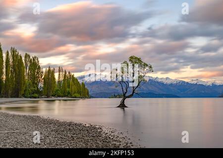 Albero di Lone a Wanaka, Nuova Zelanda Foto Stock