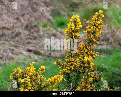 Un cespuglio, infiorescenze di fiori gialli, una pianta. Ulex comunemente noto come gorse, furze, o whin è un genere di piante da fiore della famiglia Fabaceae. Foto Stock