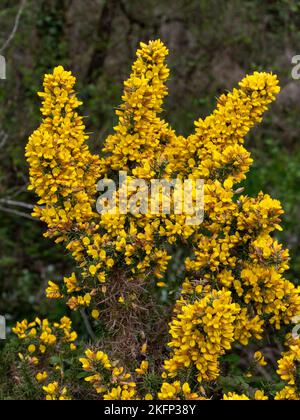 Un cespuglio, infiorescenze di fiori gialli. Ulex conosciuto come gola, furze, o whin, piante fiorite nella famiglia Fabaceae. Foto Stock