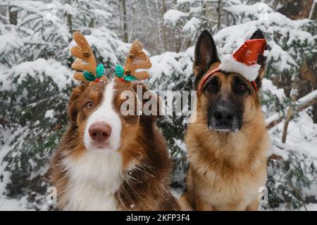 Biglietto di auguri natalizio con cani. Pastore tedesco con cappello di Santa in testa e Pastore australiano con corna di cervi in inverno foresta di conifere innevate. C Foto Stock