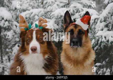 Biglietto di auguri natalizio con cani. Pastore tedesco con cappello di Santa in testa e Pastore australiano con corna di cervi in inverno foresta di conifere innevate. C Foto Stock