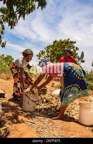 Donne contadine che fabbricano concime bokashi come parte di un pacchetto agricolo di conservazione nel Malawi rurale Foto Stock