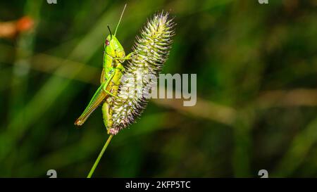 Un macrofone di una cavalletta verde su una pianta di grano Foto Stock