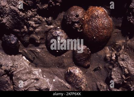 Cetriolo di mare (Holothuroidea) durante la bassa marea (litorale malese) Foto Stock