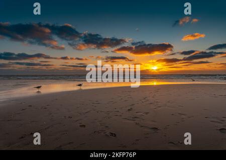 Due gabbiani camminano sulla spiaggia di sabbia nella luce arancione del tramonto. Foto Stock