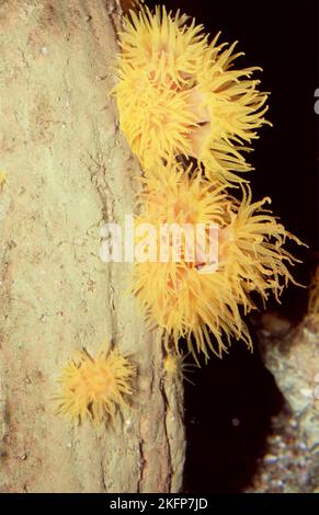 Anemone giallo tigre (Nemanthus sp. cfr annamensis) Foto Stock