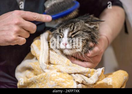 Pettinare il gatto nel salone di bellezza dell'animale domestico. Il padrone di cura taglia e rasa un gatto, si prende cura di un ritratto di gatto Foto Stock