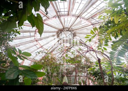 Glasshouse piena di piante esotiche presso l'Università di Copenhagen Botanical Garden / Copenhagen Botanical Garden. Museo di Storia Naturale della Danimarca. Foto Stock